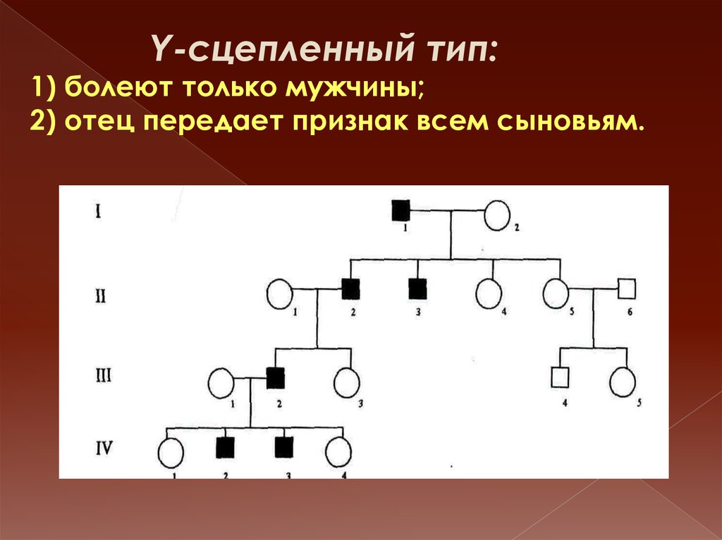 Генетическое поле. Задачи по генетике сцепленные с полом. Отец передаёт сыновьям у сцепленное.