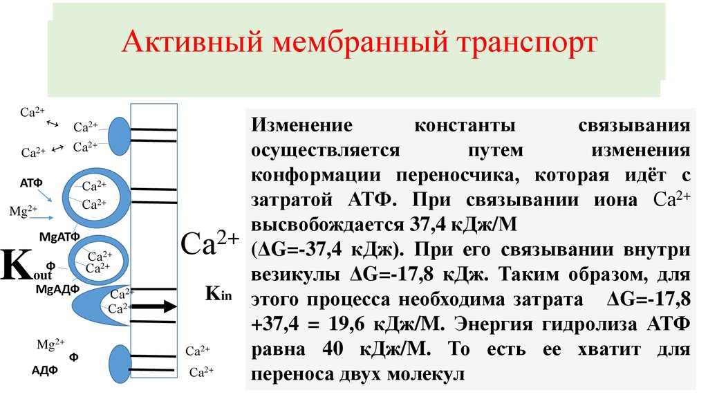 Активная мембрана. Сопряженный транспорт. Каково значение мембранного транспорта. Источниками энергии для активного мембранного транспорта являются.