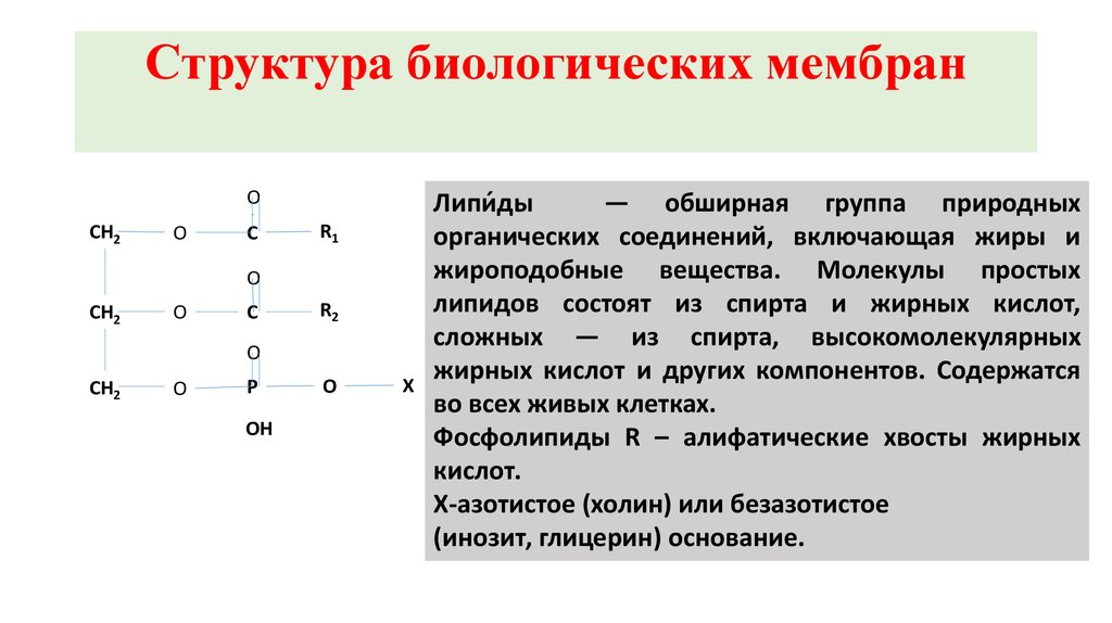 Состав биологической мембраны