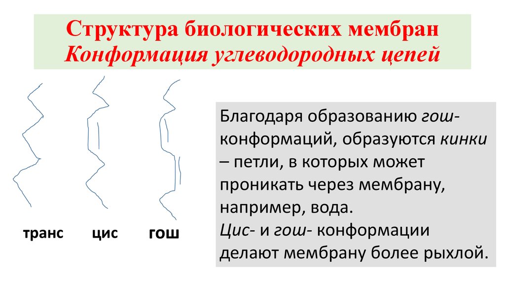 Структура биологии