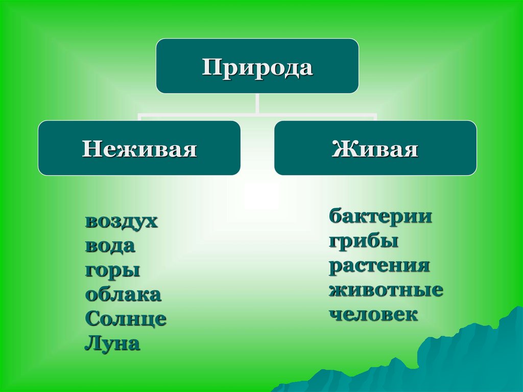 Человек растения грибы. Живая и неживая природа. Живая природа и ге Живая. Живая не жмвая природа. Дивая и не Дивая природа.