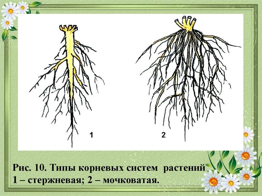 Особенности стержневой корневой. Типы корневых систем у растений. Типы корневых систем стержневая и мочковатая. Корневая система ромашки аптечной. Рис. Мочковатая и стержневая.