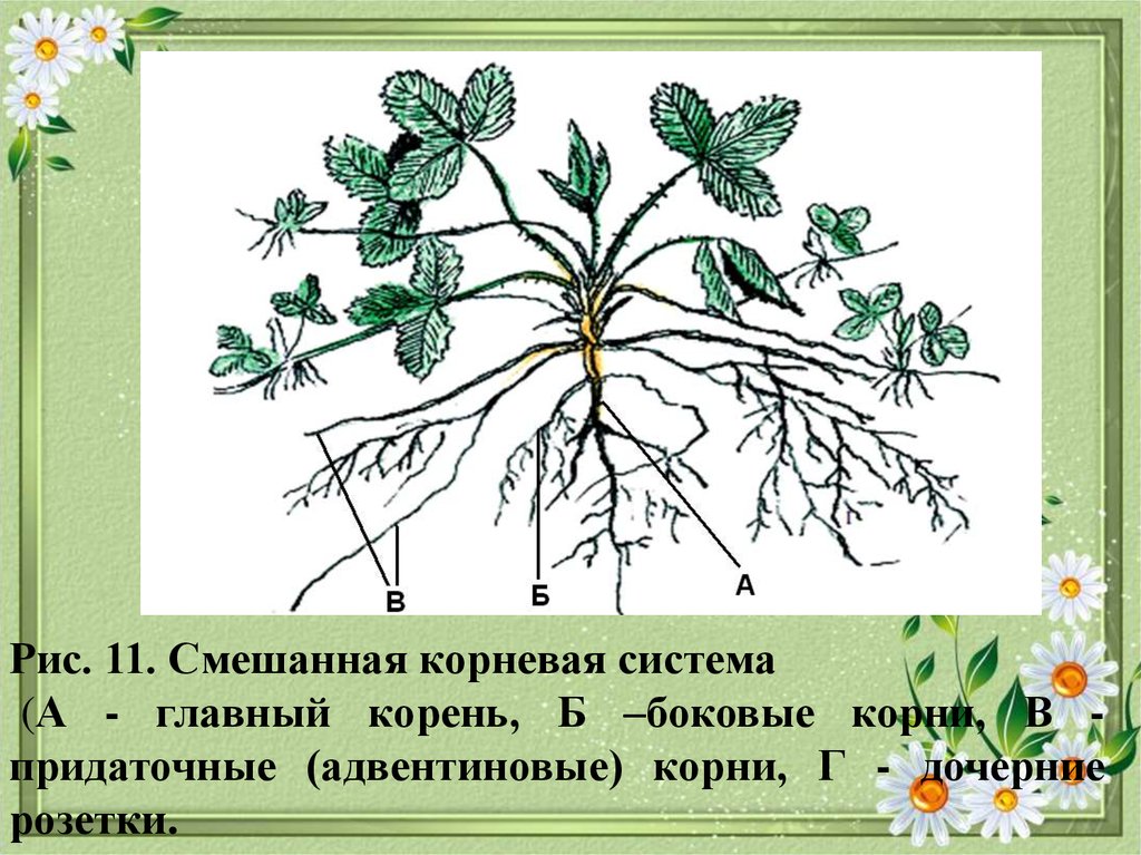 Корни одного растения называют корневой системой потому. Смешшаннаякорневая система. Смешанная корневая система. Растение со смешанная корневая система. Смешанный Тип корня.