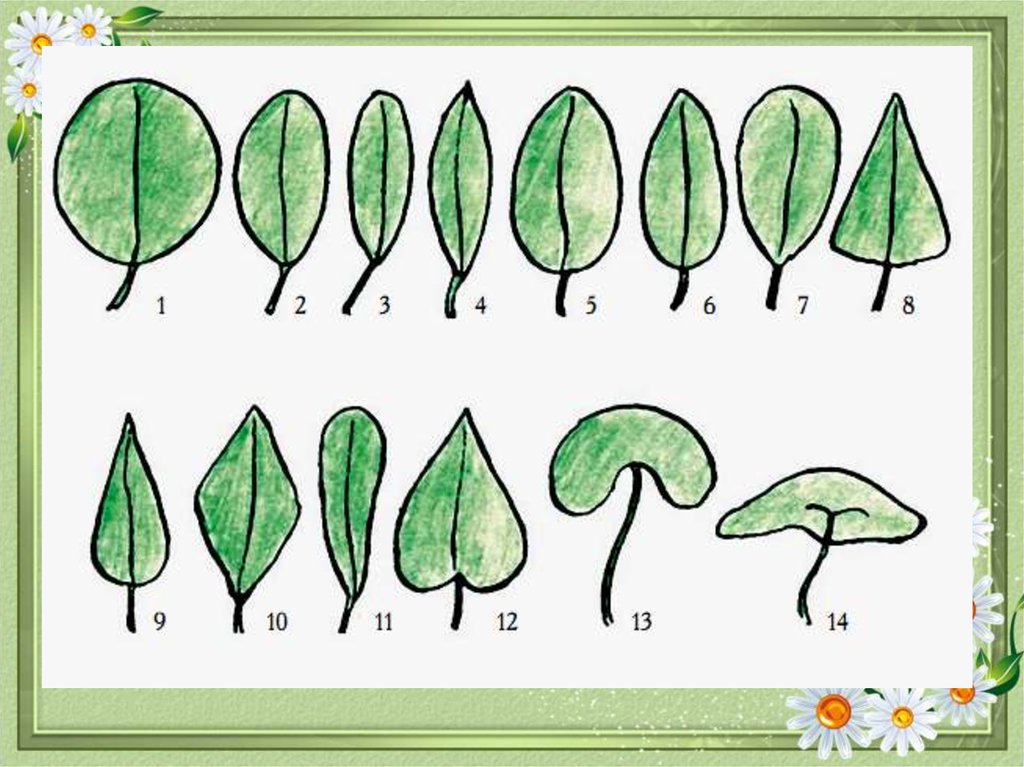Формы листьев. Формы простого листа. Формы простых листьев. Вид простого листика. Схема простых листьев.