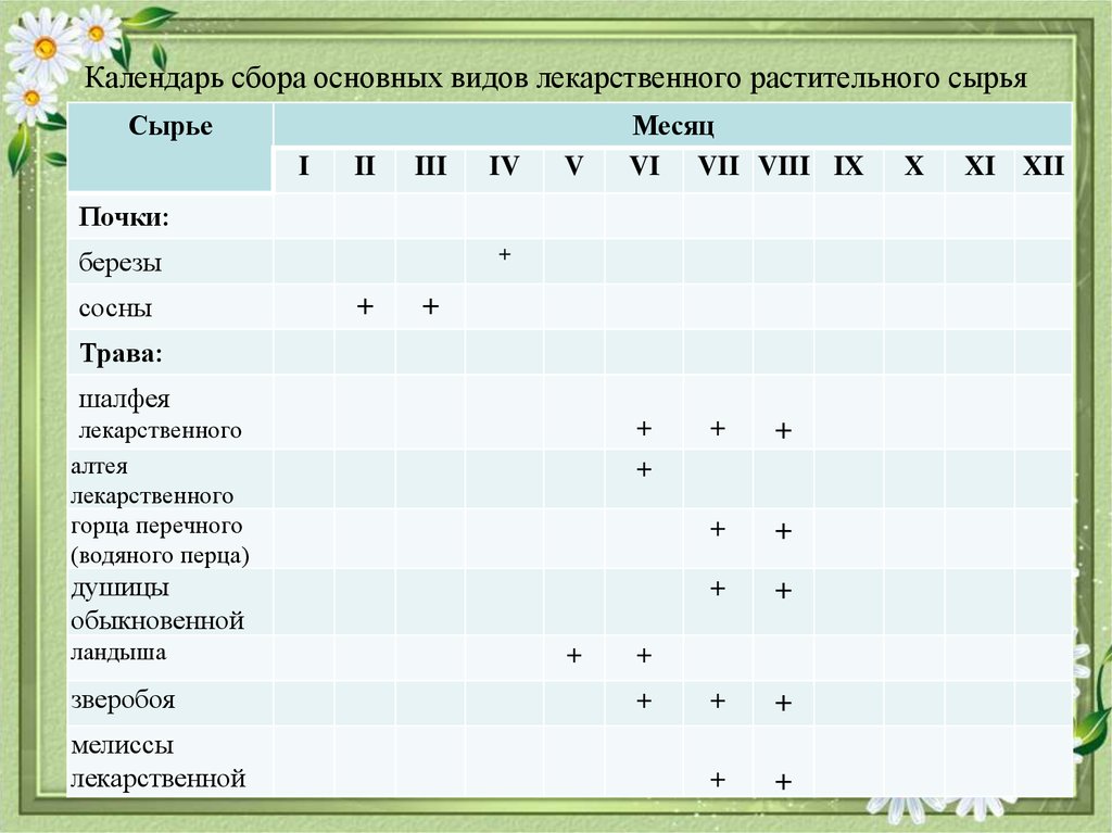 Календарь сбора основных видов лекарственного растительного сырья