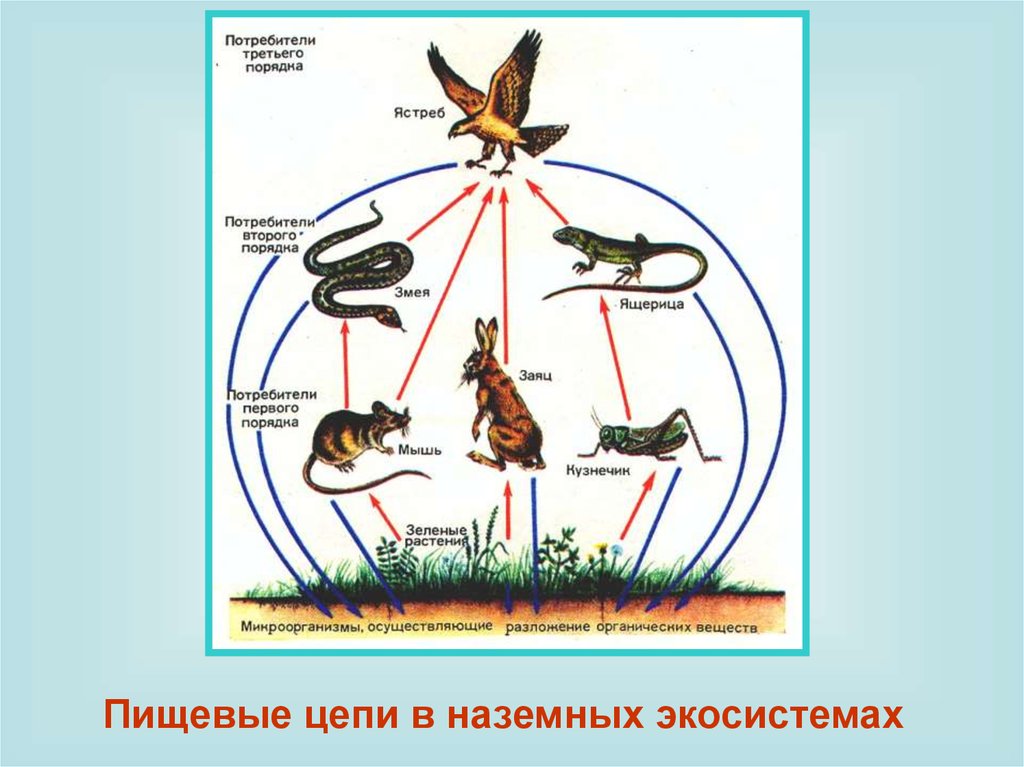 Охлаждение цепи питания. Пищевые Цепочки 5 класс биология. Пищевые цепи в наземных экосистемах. Пищевые Цепочки экосистемы. Схема пищевой цепи.