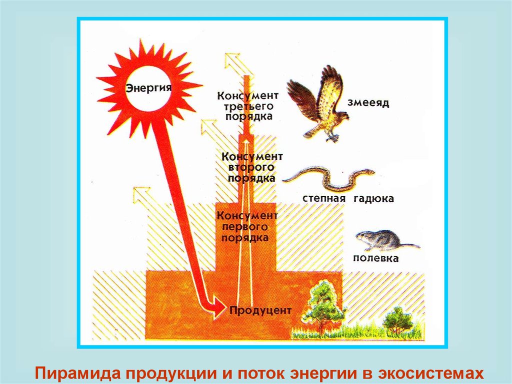 Какой процентов энергии поглощенной растениями 100 переходит к степной гадюке на данной схеме