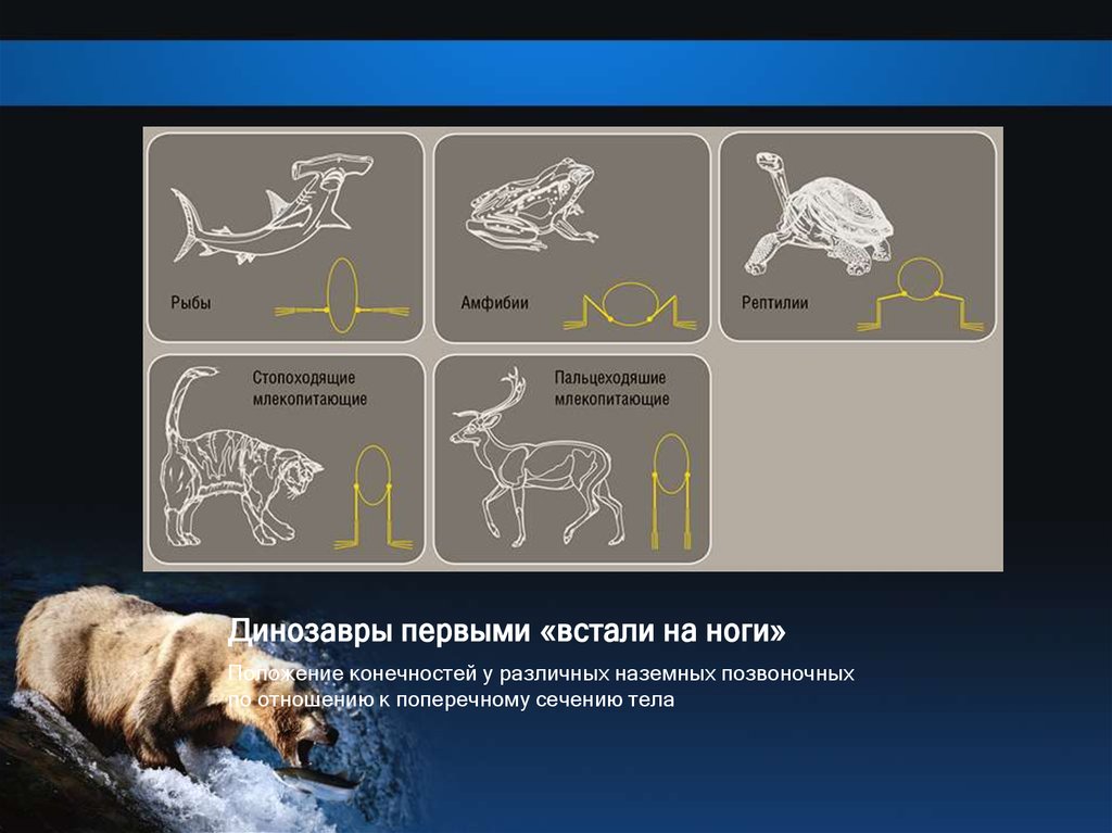 Поведение млекопитающих 7 класс