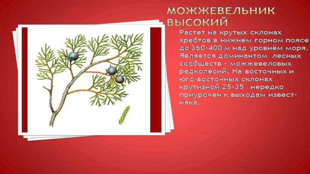 Можжевельник символ. Можжевельник красная книга России. Можжевельник высокий красная книга. Можжевельник красный в красной книге России. Крымский можжевельник красная книга.