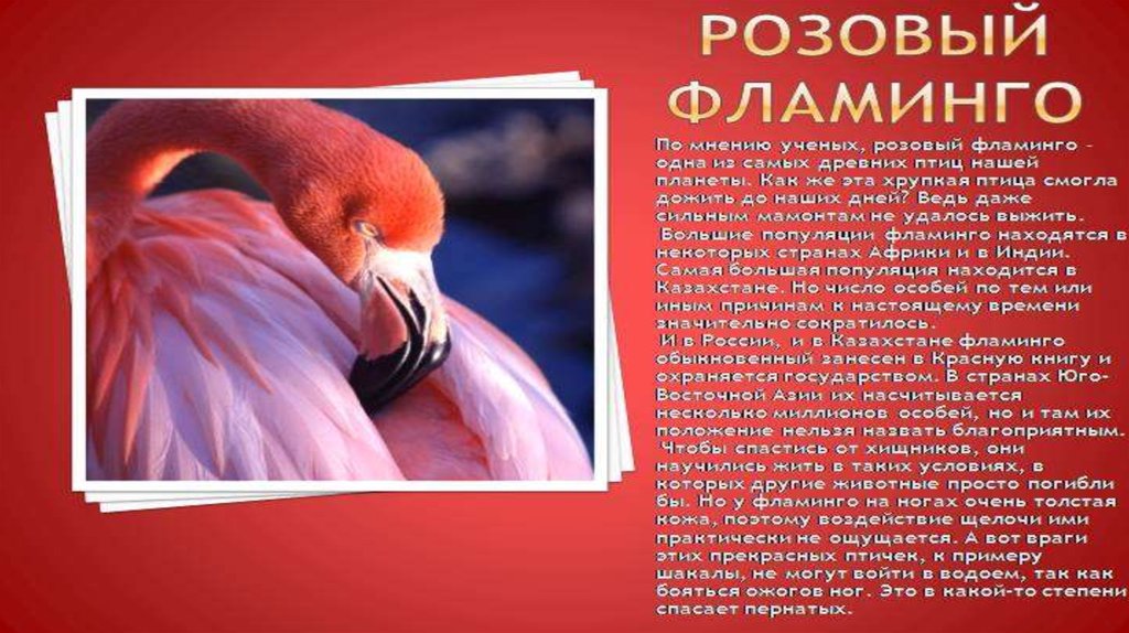 Фламинго сообщение. Птицы из красной книги. Фламинго красная книга России. Розовый Фламинго красная книга. Редкие животные из красной книги Фламинго.