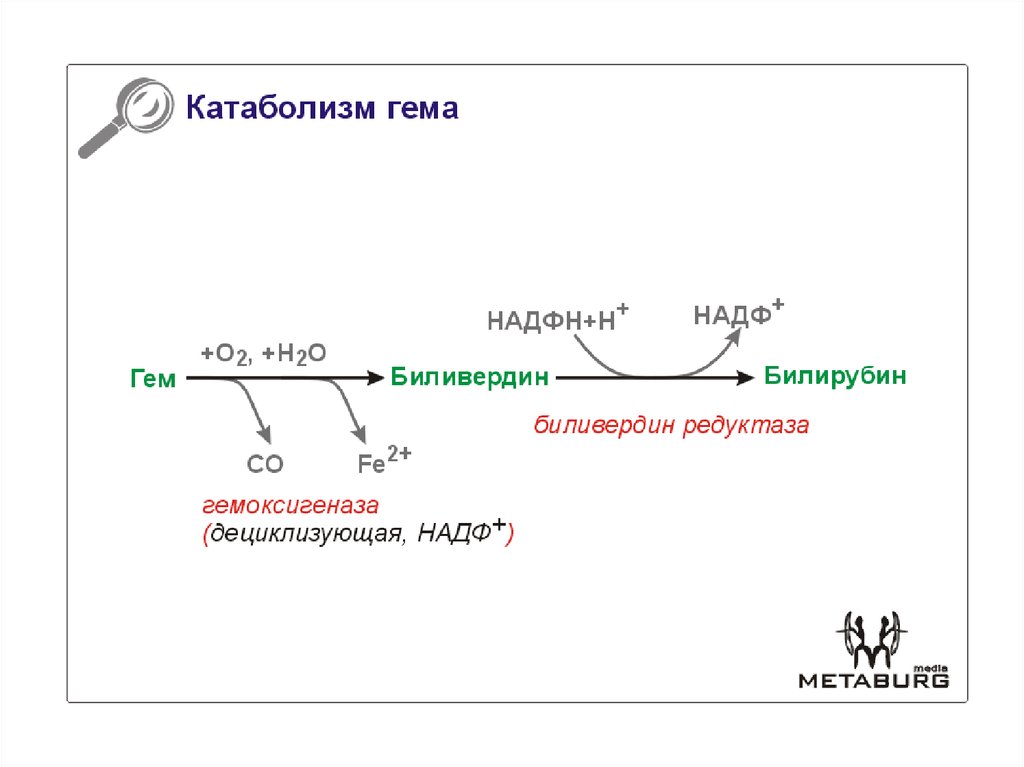 Метаболизм гема схема