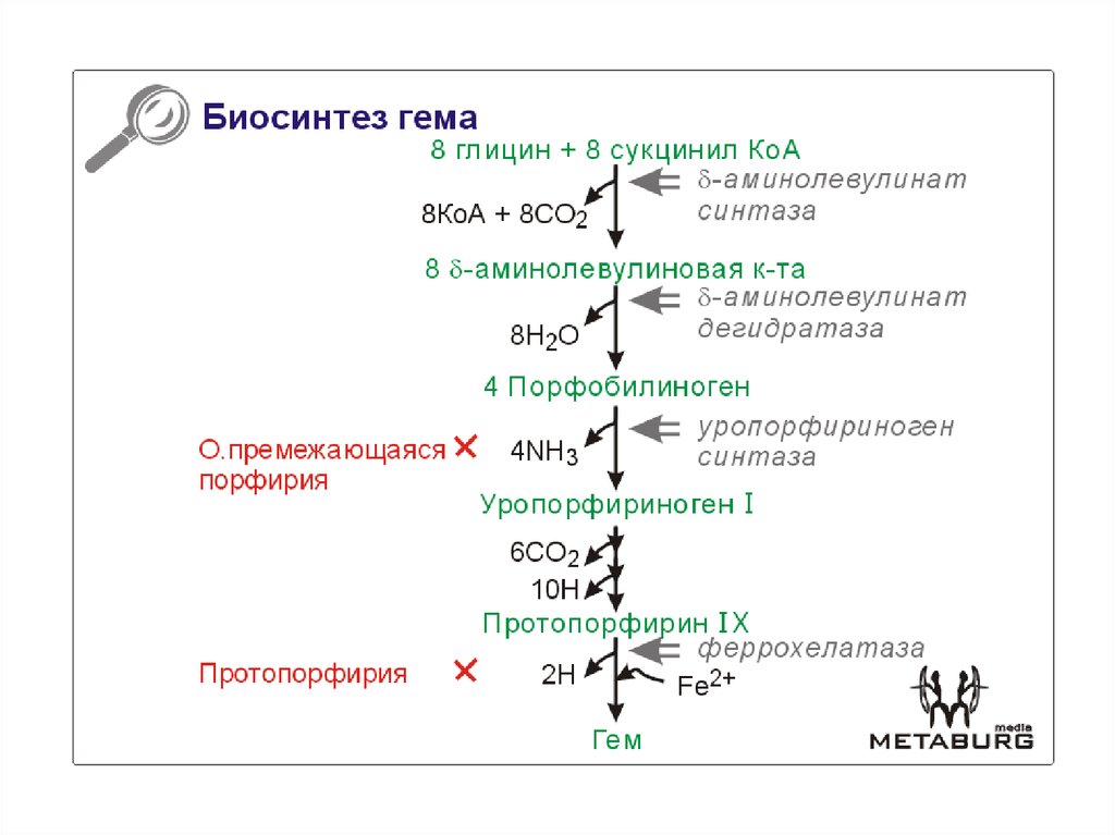 Синтез гему. Схема реакций синтеза гема. Синтез гема из глицина. Сукцинил КОА Синтез гема. Основные этапы биосинтеза гема.