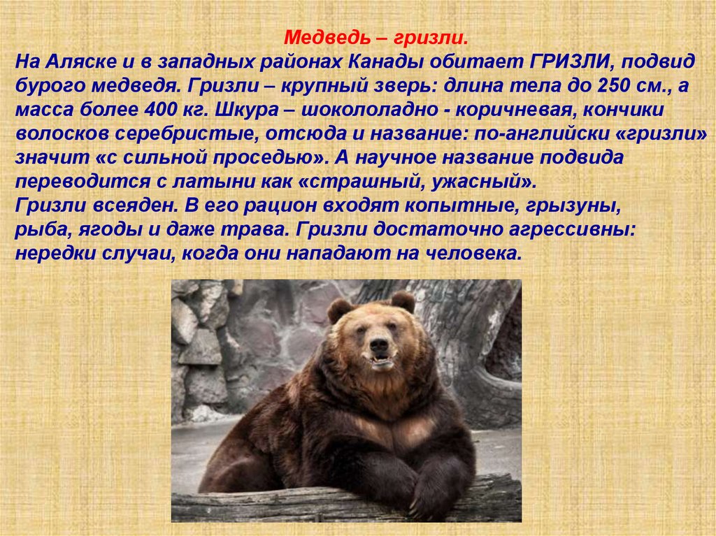Сочинение о медведе 5 класс. Описание медведя. Медведь Гризли доклад. Медведь Гризли описание. Сообщение о буром медведе Гризли.