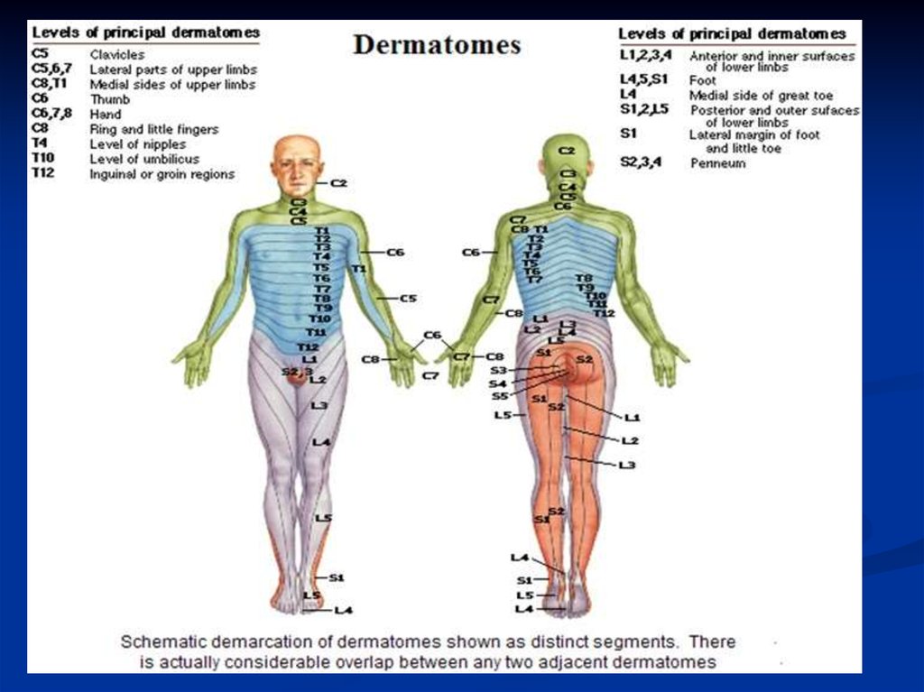 Дерматом дэ. Карта дерматом. Дерматом человека. Дерматом это развитие. T-10 Dermatome.