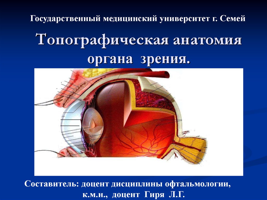 Топографическая анатомия органа зрения.