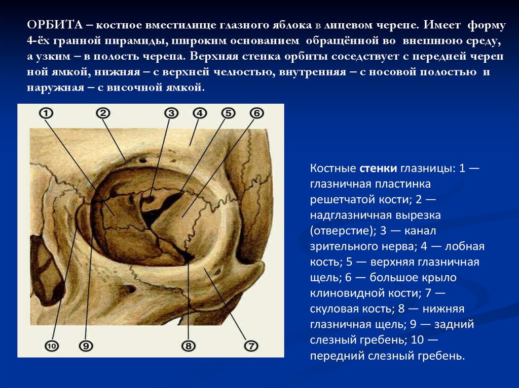 1 строение глазницы. Глазничная кость анатомия. Стенки глазницы анатомия. Решетчатая кость глазничная пластинка. Стенки глазницы топографическая анатомия.