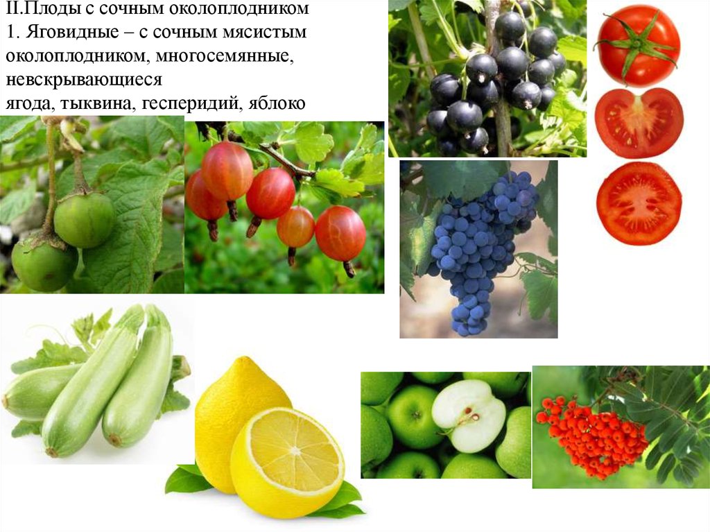Какие овощи являются ягодами. Сочные многосемянные плоды ягода. Плод с сочным околоплодником. Растения для которых характерен плод ягода. Плод ягода у растений.