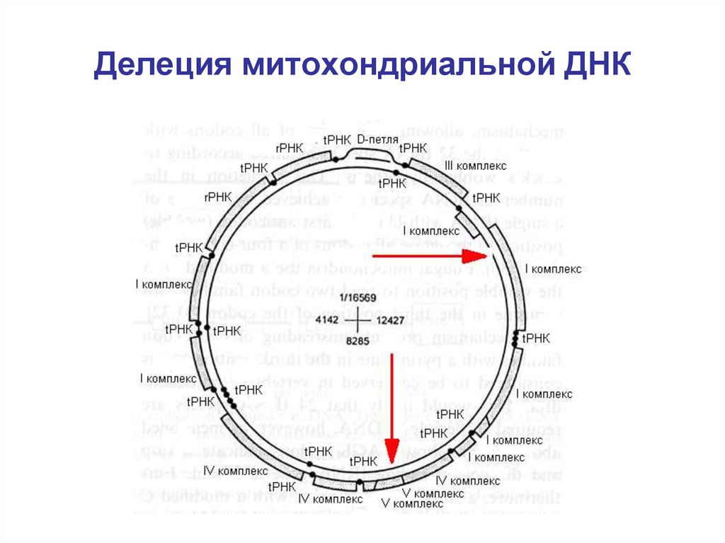 Митохондриальная днк. Структура митохондриальной ДНК (по р. и. Сукерник, 2002).. Делеции МТДНК. Делеция митохондриальной ДНК.