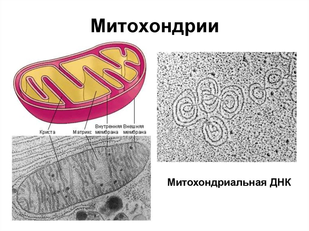 Митохондрия рнк. Микрофотография митохондрии клетки. Строение митохондрии микроскоп. Митохондрия в электронном микроскопе. Микроскопическое строение митохондрии.