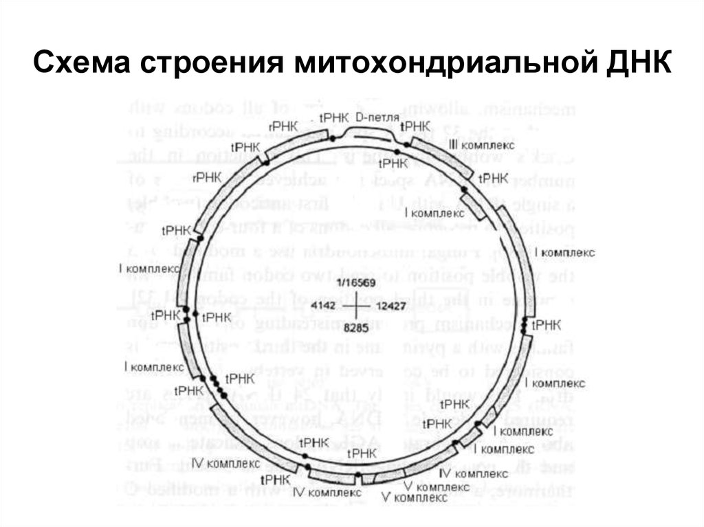 Митохондрия рнк. Митохондриальная ДНК схема. Строение митохондриальной ДНК. Митохондриальная ДНК структура и функции. Структура митохондриальной ДНК.