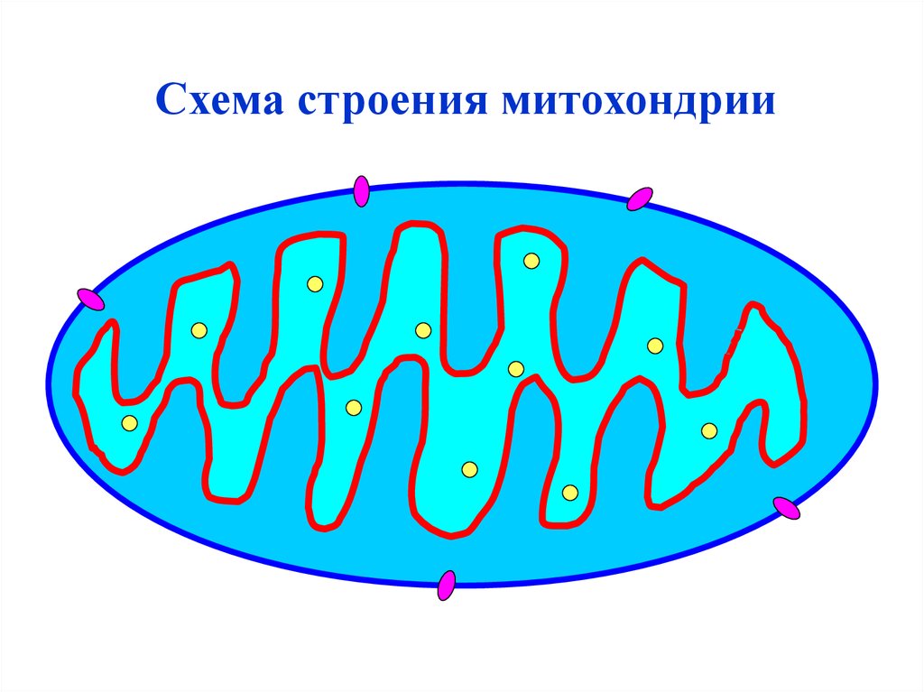 Митохондрии человека просто. Схематичное строение митохондрии. Строение митохондрии клетки. Строение митохондрии схематично. Митохондрии на схеме клетки.
