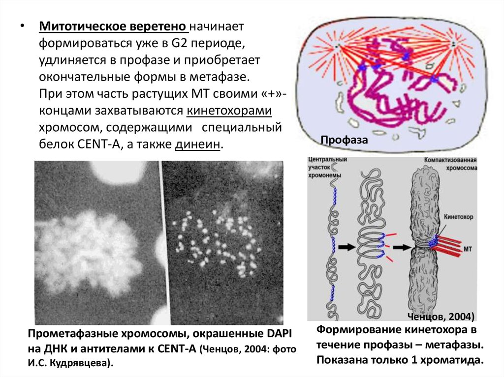 Веретено деления происходит в. Сиротическое Веретено. Строение митотического веретена. Образование митотического веретена деления. Биполярное митотическое Веретено.