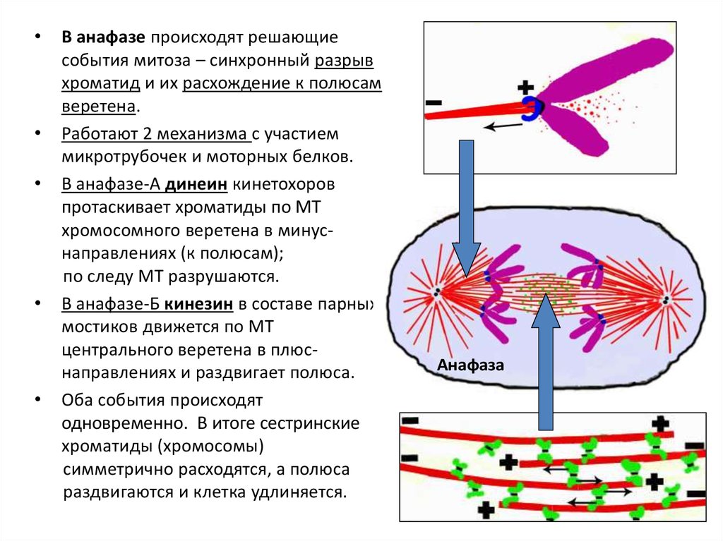 Вещество разрушающее микротрубочки веретена деления