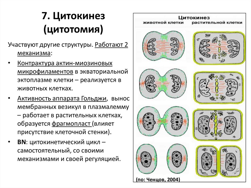 Кариокинез и цитокинез