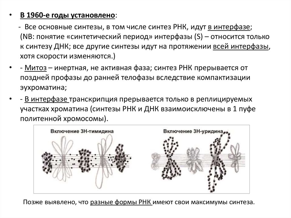 Синтез микротрубочек в интерфазе. Эухроматин. Синтетический период (s. Компактизация хромосом в какой фазе митоза.