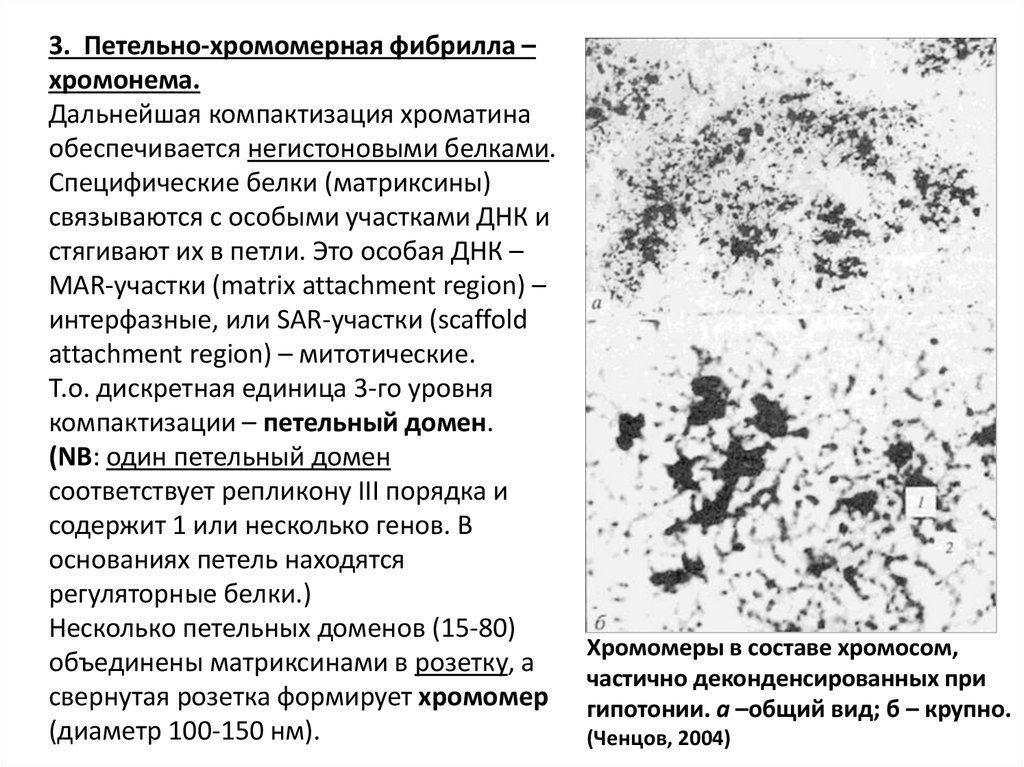 Компактизация днк исчезновение ядерной оболочки. Розетки фибрилл хроматина. Дисперсия хроматина. Что такое матриксины и их роль.