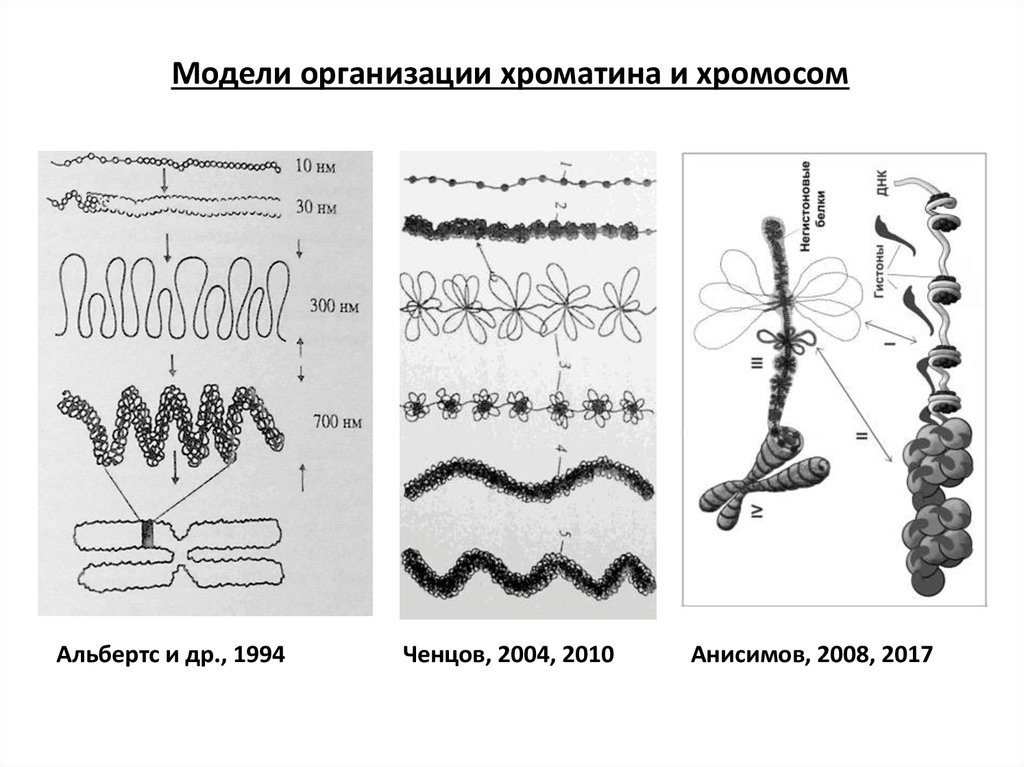 Роль хроматина