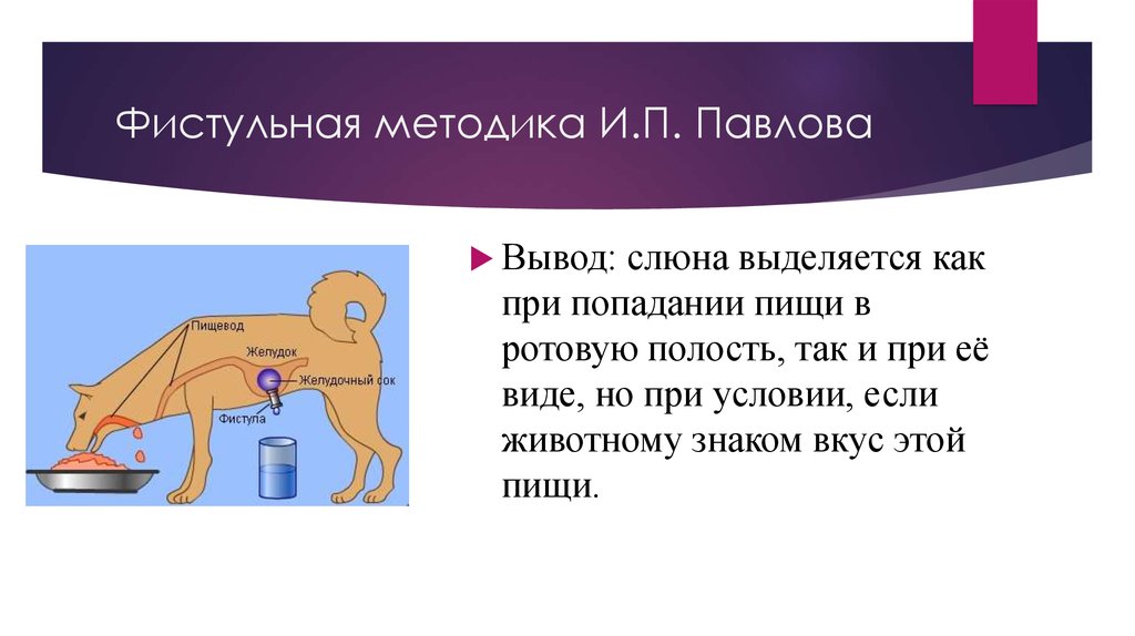 Как при их. Регуляция пищеварения собака Павлова. Опыты и п Павлова по пищеварению. Метод фистулы Павлова. Регуляция пищеварения опыты Павлова.