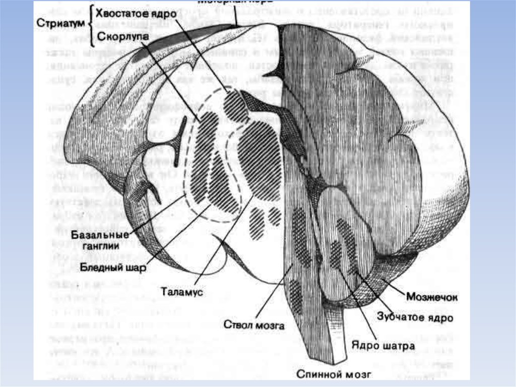 Ядра мозга образованы. Базальные ядра головного мозга анатомия. Полосатое тело базальные ядра. Строение базальных ядер головного мозга. Подкорковые ядра головного мозга анатомия.
