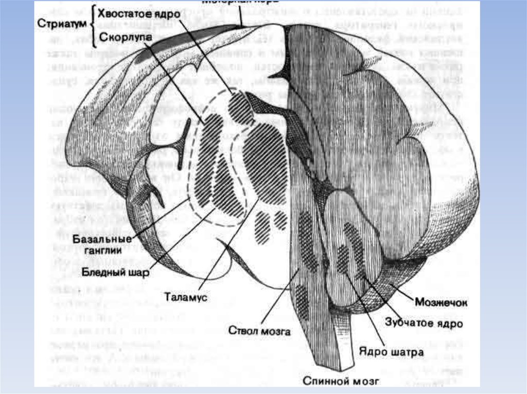 Базальный мозг. Базальные ганглии и стриатум. Базальные ядра строение. Полосатое ядро анатомия. Базальные ядра конечного мозга рисунок.
