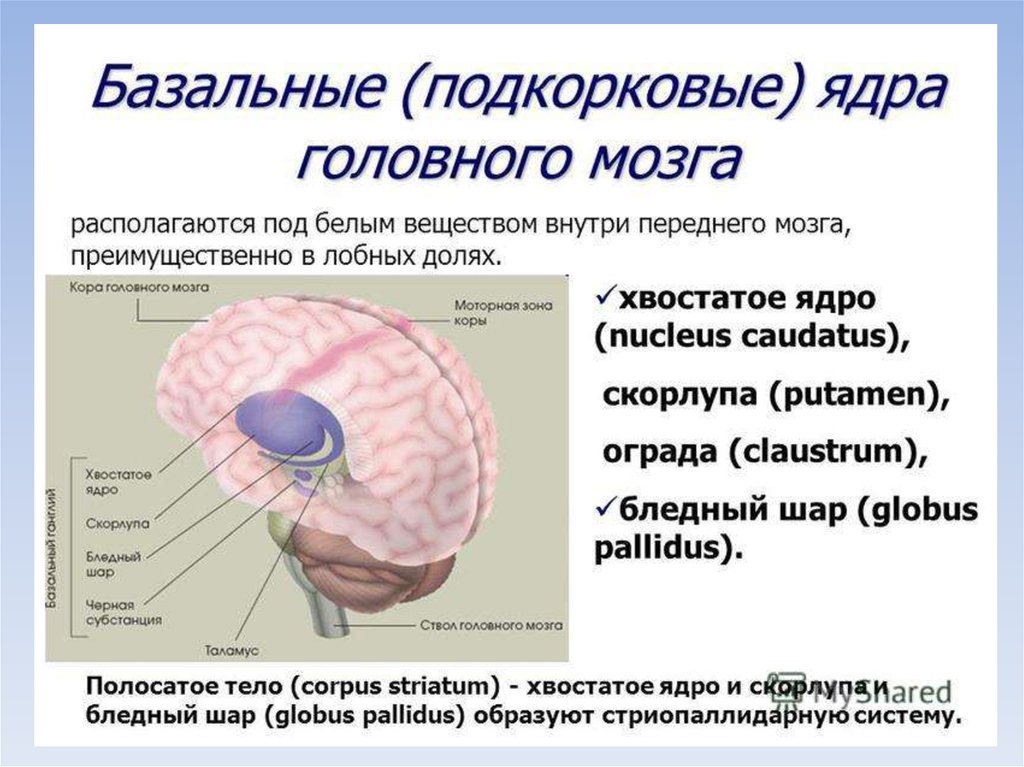 Ядра мозга. Строение головного мозга базальные ганглии. Хвостатое ядро мозга функции. Конечный мозг базальные ядра структуры. Подкорневые ядра головного мозга.