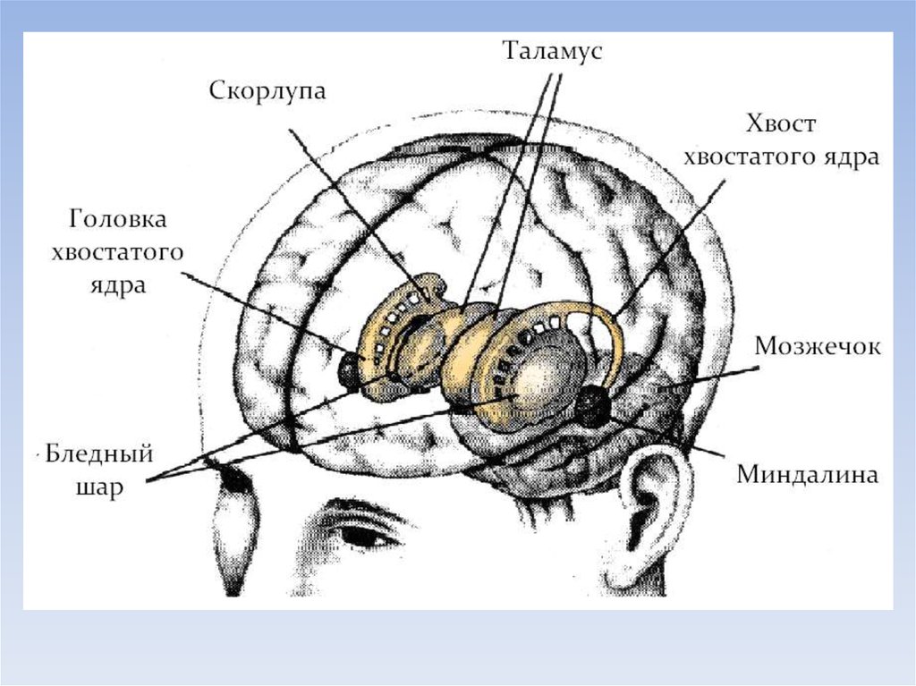Базальные ганглии мозга. Базальные ядра промежуточного мозга. Базальные ганглии головного мозга анатомия. Подкорковые ганглии структуры больших полушарий. Подкорковые структуры мозга анатомия.