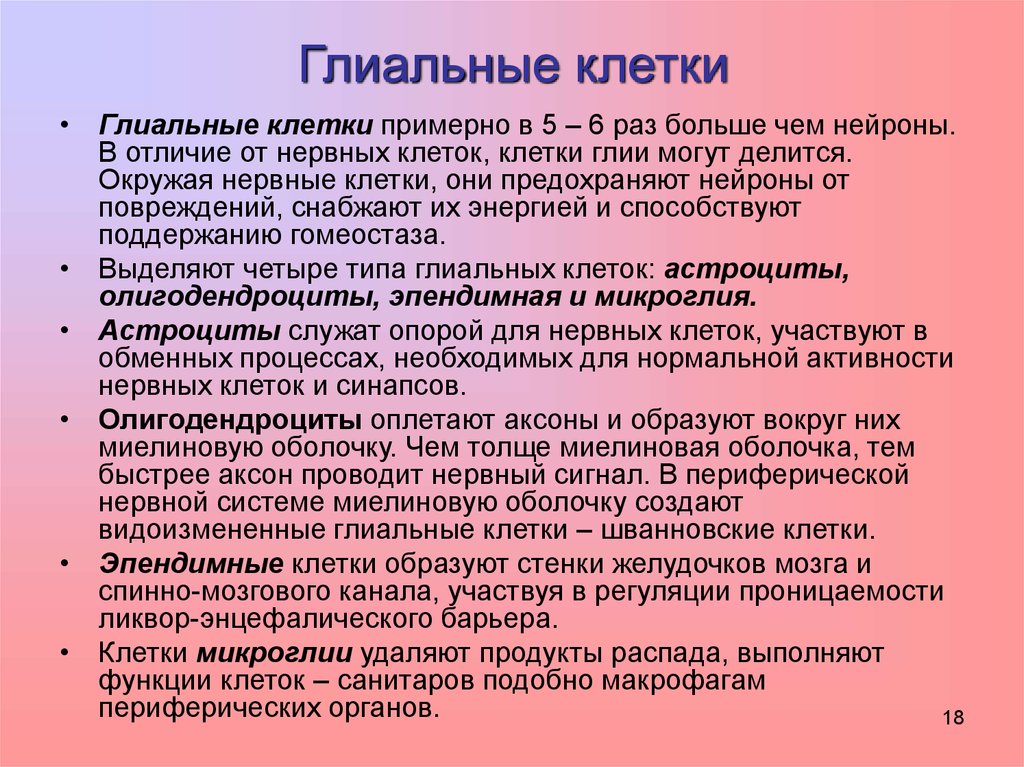 Глиальные клетки. Виды глиальных клеток и их функции. Глиальные клетки и их функции. Глиальные клетки то что.