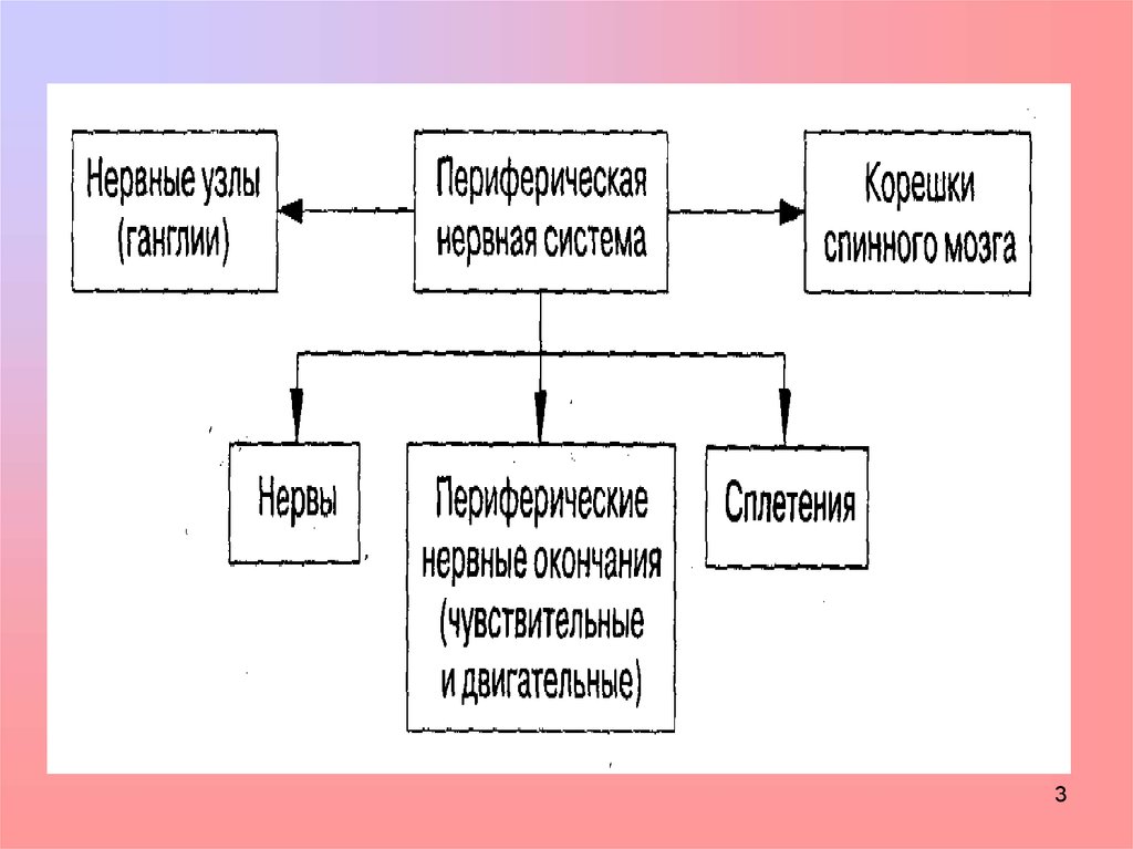 Общее строение