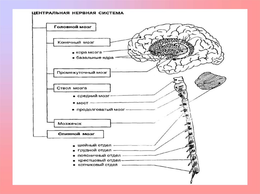 Какая центральная нервная система. Нервная система человека строение и функции схема. Функции отделов ЦНС. Таблица отделы центральной нервной системы. Отделы центральной нервной системы головной мозг таблица.