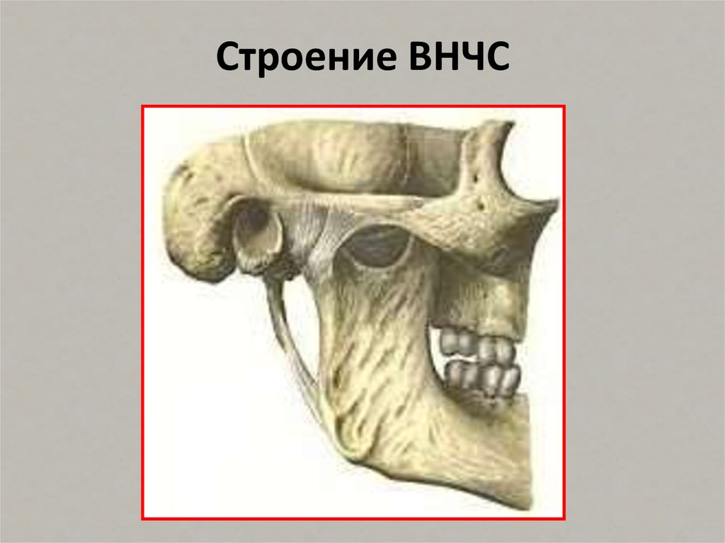 Внчс это. Височно-нижнечелюстной сустав Синельников. Височно-нижнечелюстной сустав строение. Строение ВНЧС анатомия. Нижнечелюстной сустав анатомия.