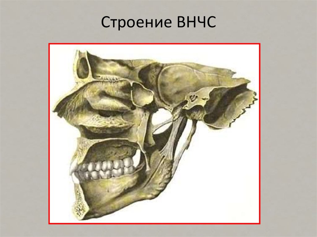 Височно нижнечелюстной сустав анатомия. Гистология ВНЧС.