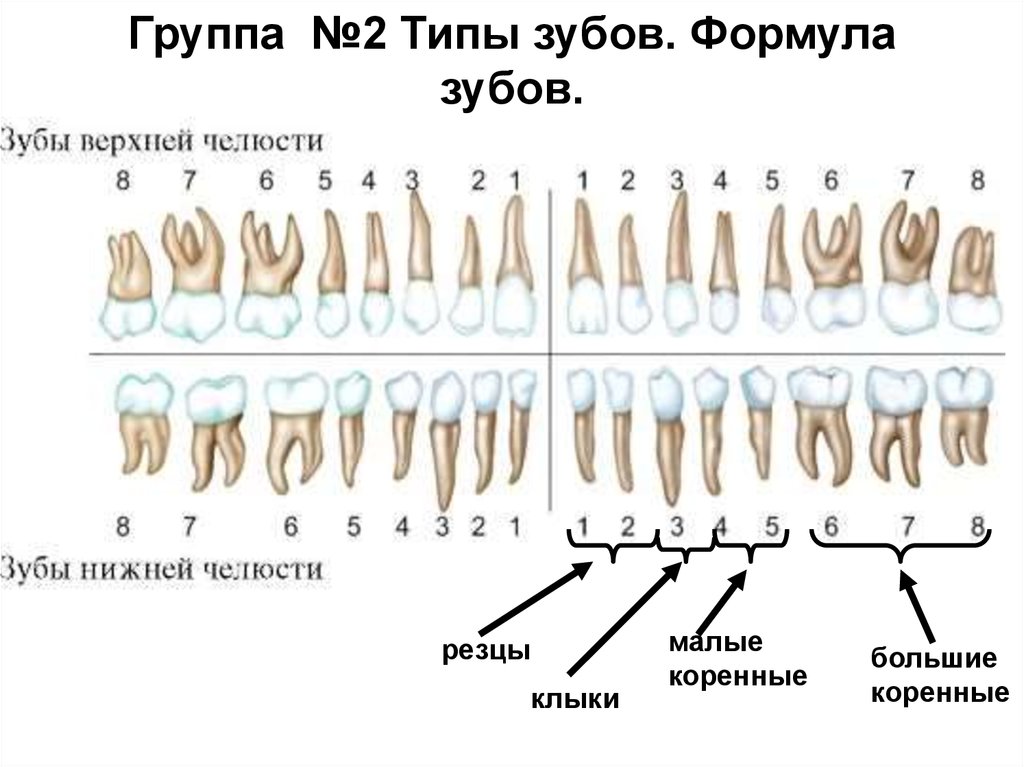 Схема корней зубов