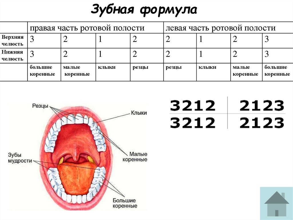 Анализы ротовой полости. Зубная формула постоянных зубов имеет вид. Формула молочных и постоянных зубов. Расшифровка формулы зубов у детей. Зубная формула человека таблица.
