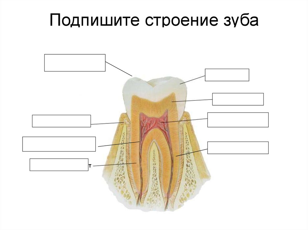 Подпишите строение. Строение зуба биология 8 класс. Строение зуба схема биология. Схема внутреннего строения зуба. Строение зуба человека схема без подписей.