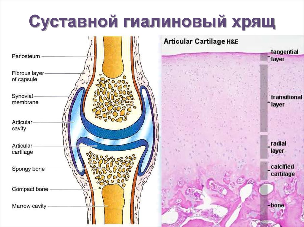 Какой цифрой на рисунке обозначен суставной хрящ