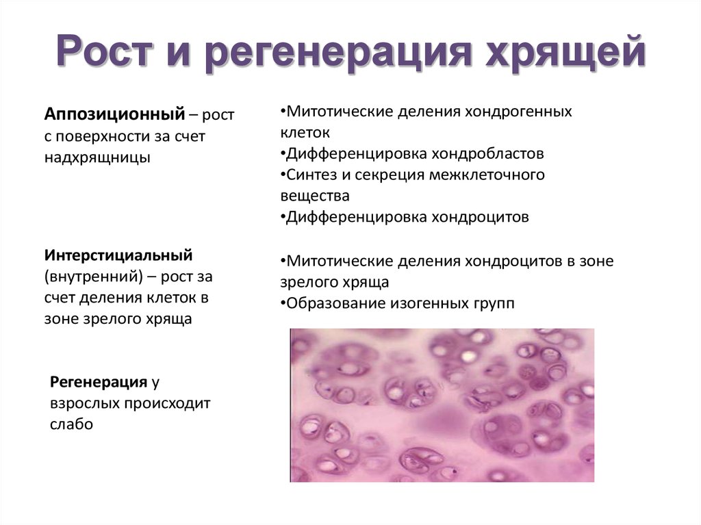 Возрастные изменения клеток. Малодифференцированные клетки хрящевой ткани. Аппозиционный рост хрящевой ткани. Регенерация гиалинового хряща. Регенерация волокнистого хряща.