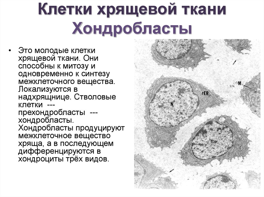 Аппозиционный рост хряща. Хрящевые клетки хондробласты хондроциты. Хондробласты характеристика гистология. Хондробласты Электронограмма. Хрящевая ткань хондробласты.