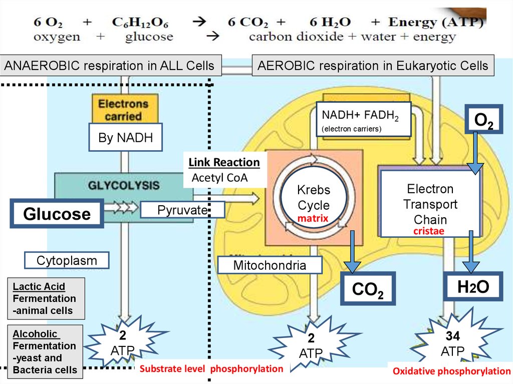 Is Atp Used In Aerobic Respiration Wasfa Blog