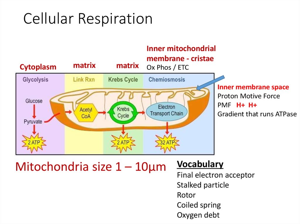 atp-structure-function-anaerobic-and-aerobic-respiration