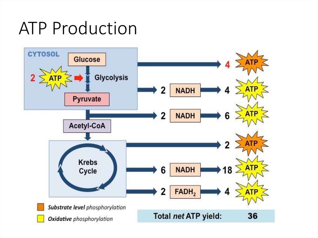 which term describes atp production